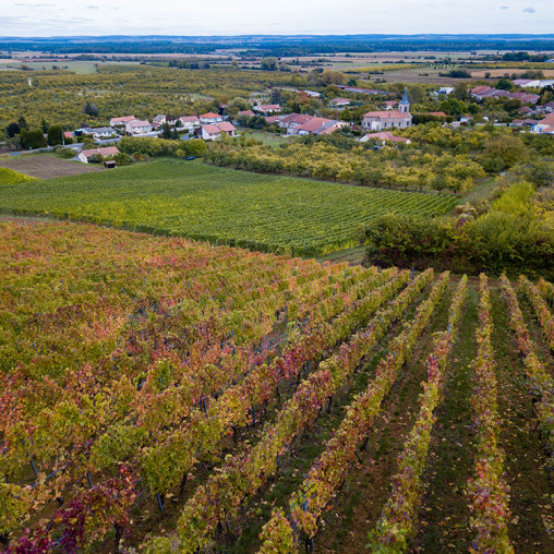 Vignoble des Côtes de Meuse