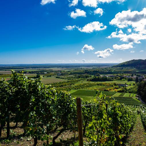 Vignobles des Côtes de Meuse